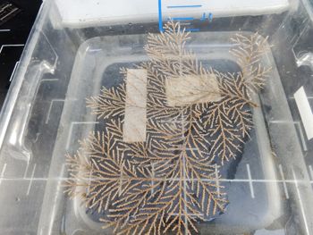 Media type: image;   Invertebrate Zoology 139329